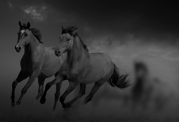 Equine