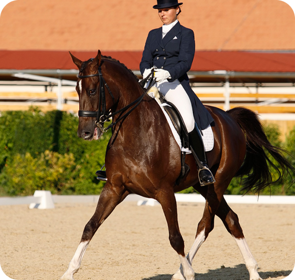 Dressage